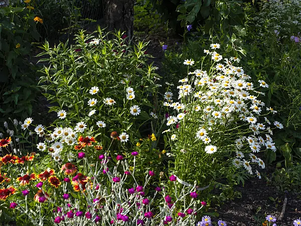 461080 - Giant daisy (Leucanthemum maximum)