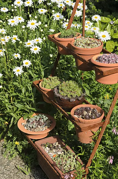 522047 - Giant daisy (Leucanthemum maximum) and houseleek (Sempervivum) in flower pots on a rusty etagere