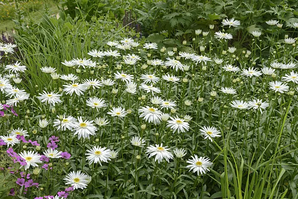 547165 - Giant daisy (Leucanthemum maximum 'Christine Hagemann')