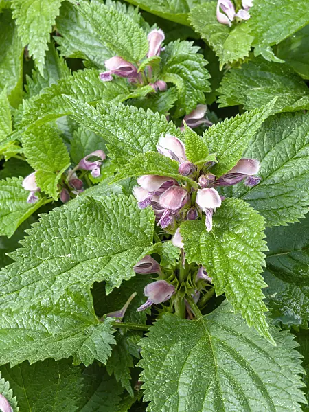 437296 - Giant dead nettle (Lamium orvala)