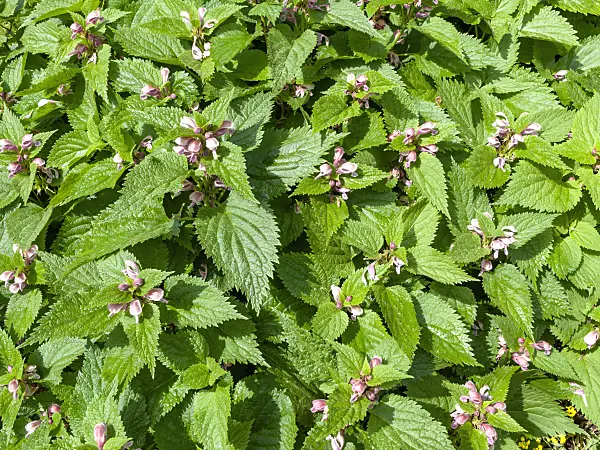 437297 - Giant dead nettle (Lamium orvala)