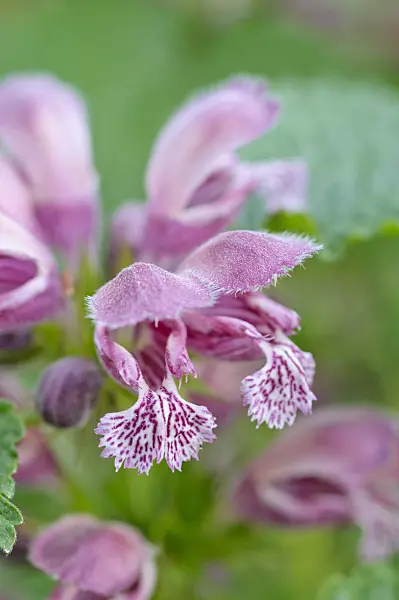 471244 - Giant dead nettle (Lamium orvala)