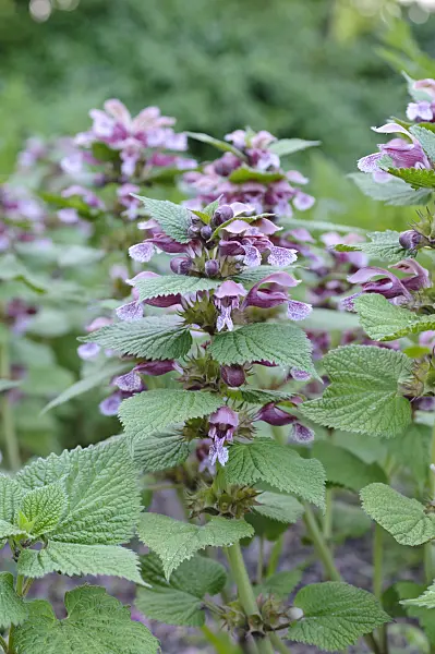 471326 - Giant dead nettle (Lamium orvala)