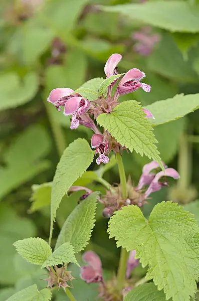 531148 - Giant dead nettle (Lamium orvala)