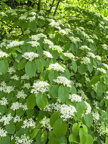 437391 - Giant dogwood (Cornus controversa)