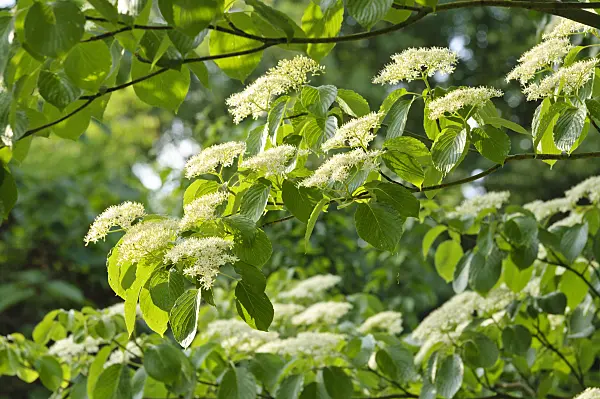 472251 - Giant dogwood (Cornus controversa)