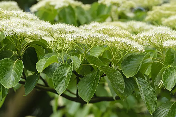 472252 - Giant dogwood (Cornus controversa)