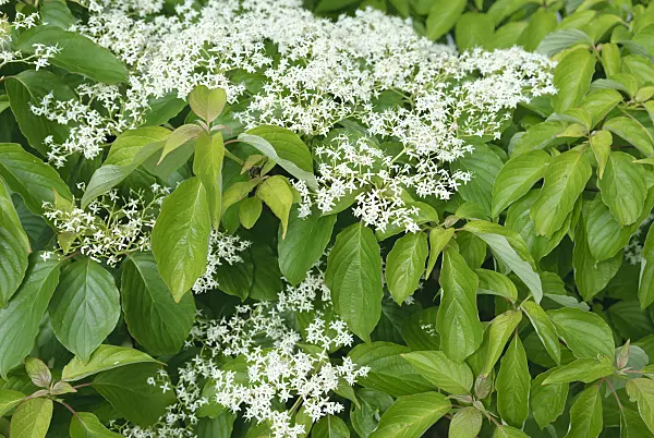 535268 - Giant dogwood (Cornus controversa)