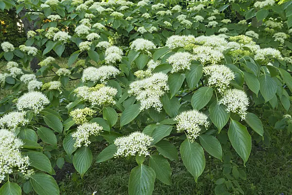 544176 - Giant dogwood (Cornus controversa)