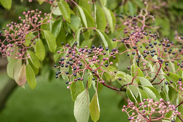 547117 - Giant dogwood (Cornus controversa)