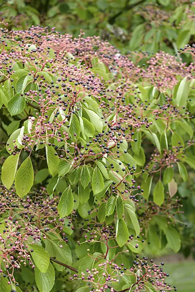 547118 - Giant dogwood (Cornus controversa)