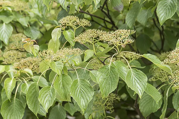 625163 - Giant dogwood (Cornus controversa)