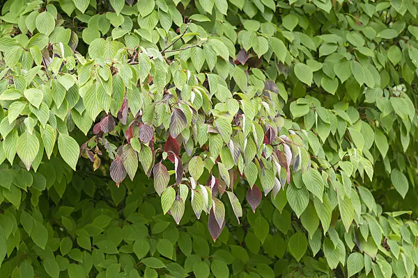625165 - Giant dogwood (Cornus controversa)