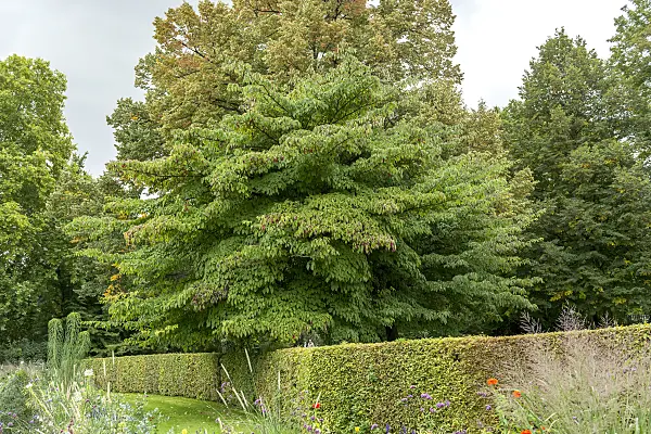 625166 - Giant dogwood (Cornus controversa)