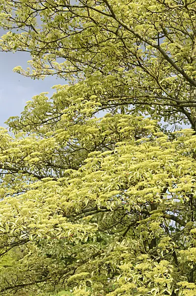 520401 - Giant dogwood (Cornus controversa 'Variegata')