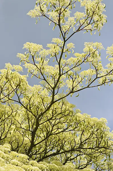 533428 - Giant dogwood (Cornus controversa 'Variegata')