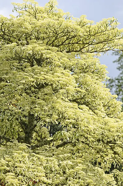 533429 - Giant dogwood (Cornus controversa 'Variegata')