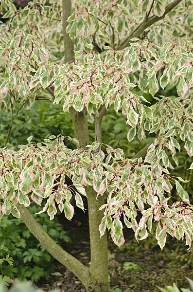 536033 - Giant dogwood (Cornus controversa 'Variegata')