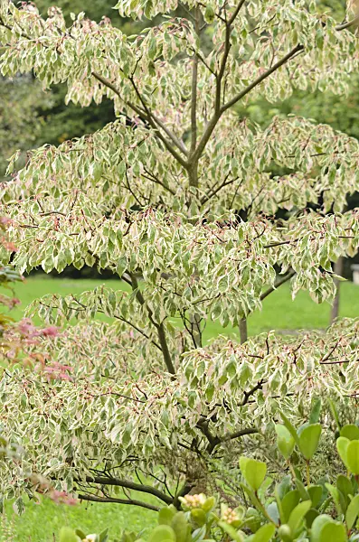 536036 - Giant dogwood (Cornus controversa 'Variegata')