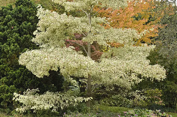 549126 - Giant dogwood (Cornus controversa 'Variegata')