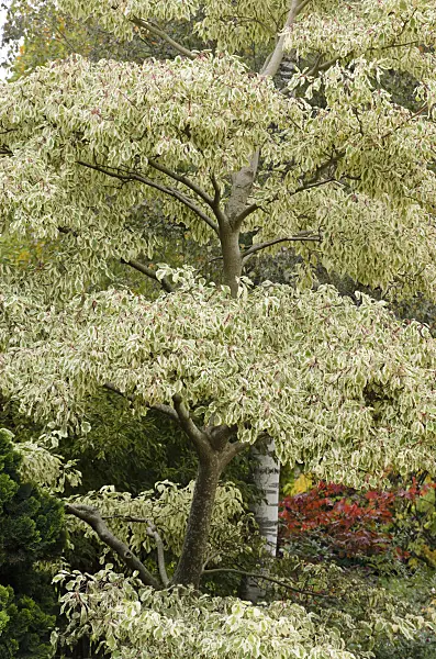 549127 - Giant dogwood (Cornus controversa 'Variegata')