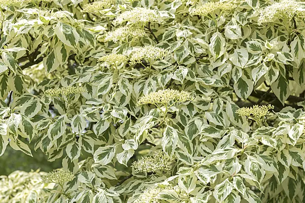 638061 - Giant dogwood (Cornus controversa 'Variegata')