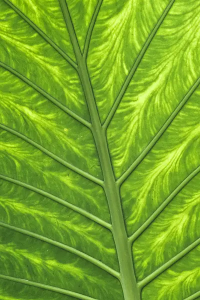 367052 - Giant elephant's ear (Alocasia macrorrhiza)
