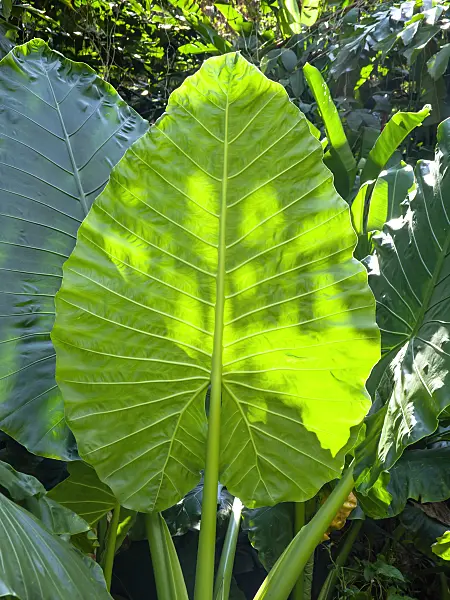 434145 - Giant elephant's ear (Alocasia macrorrhiza)