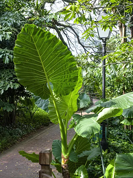 434168 - Giant elephant's ear (Alocasia macrorrhiza)