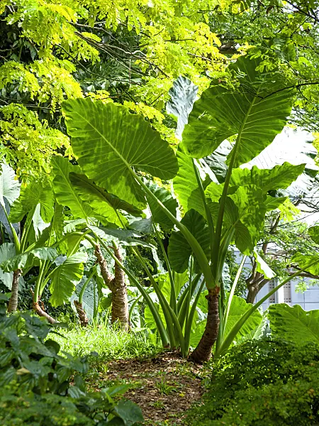 434262 - Giant elephant's ear (Alocasia macrorrhiza)