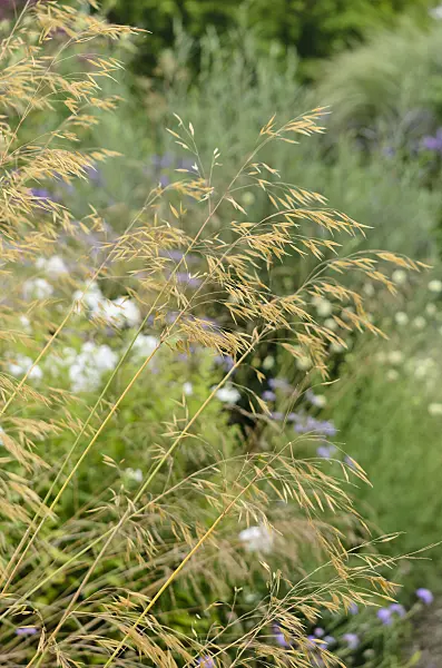 523135 - Giant feather grass (Stipa gigantea)