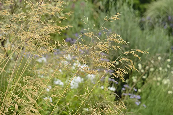 523136 - Giant feather grass (Stipa gigantea)