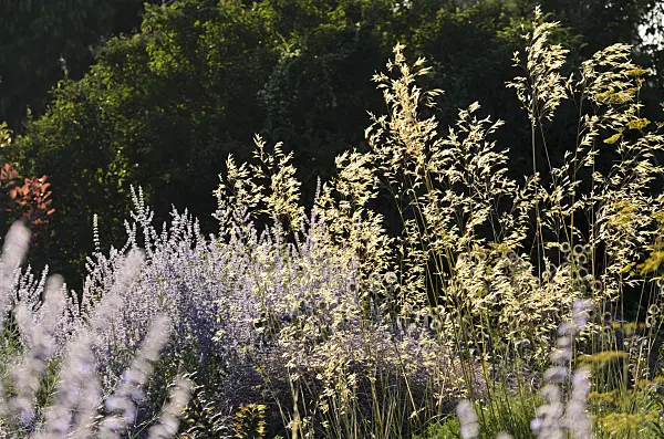 571018 - Giant feather grass (Stipa gigantea) and Russian sage (Perovskia)