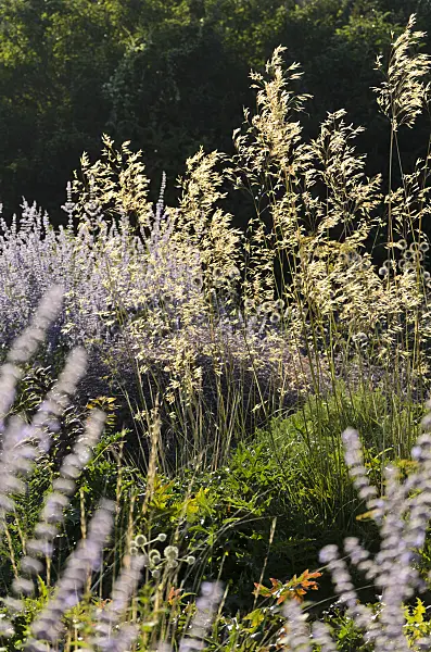 571019 - Giant feather grass (Stipa gigantea) and Russian sage (Perovskia)