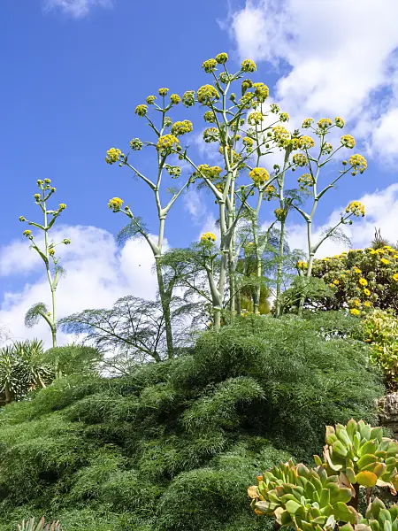 424028 - Giant fennel (Ferula communis)