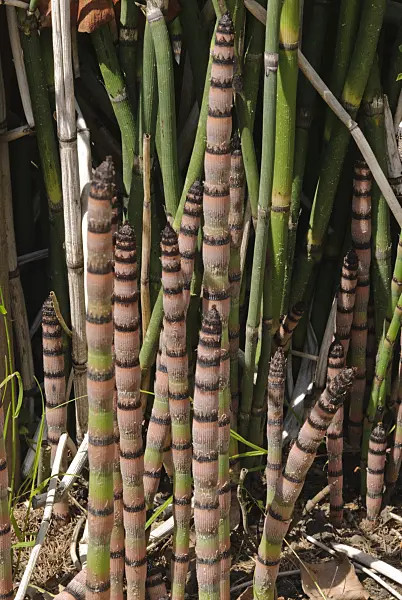 496167 - Giant horsetail (Equisetum giganteum)