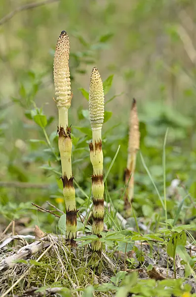 520021 - Giant horsetail (Equisetum giganteum)