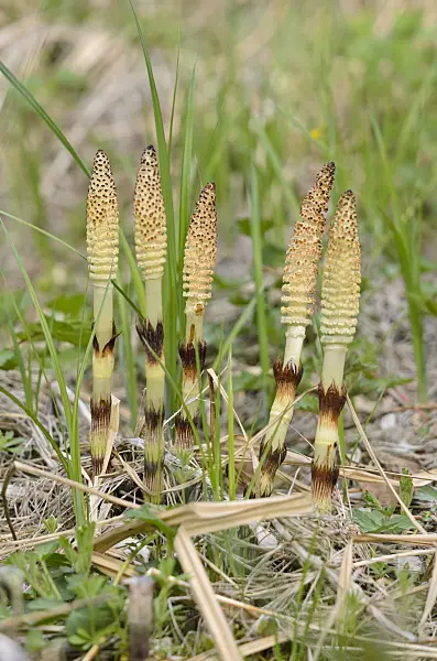 520022 - Giant horsetail (Equisetum giganteum)