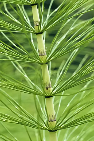 367003 - Giant horsetail (Equisetum telmateia)