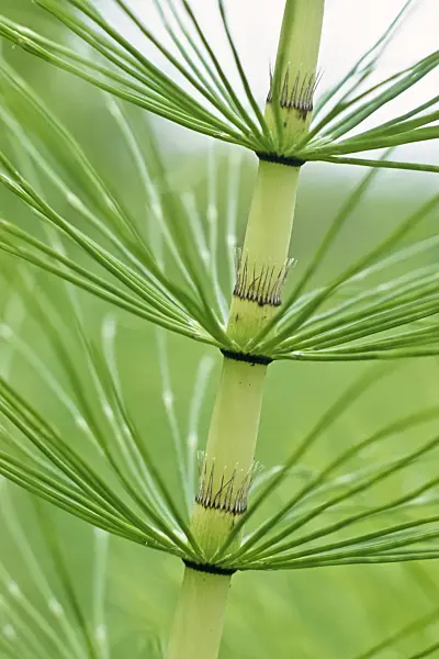 367004 - Giant horsetail (Equisetum telmateia)