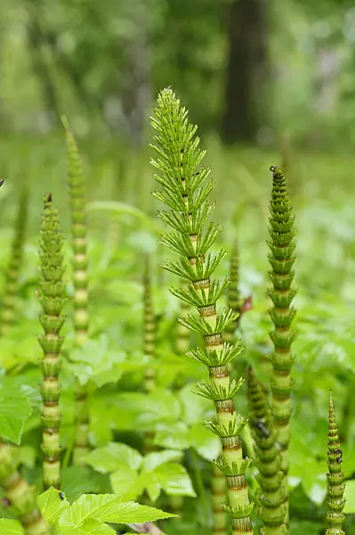 484208 - Giant horsetail (Equisetum telmateia)