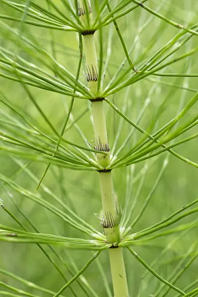 510027 - Giant horsetail (Equisetum telmateia)