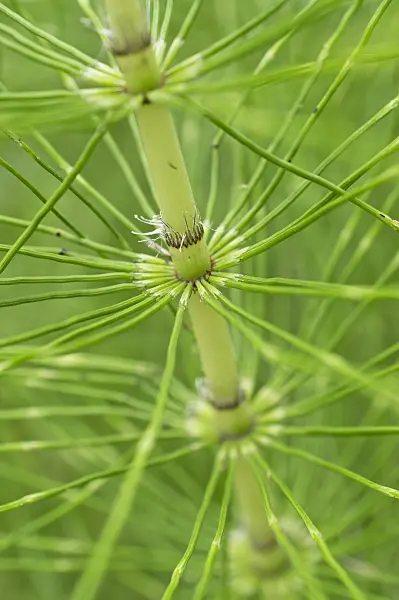 510028 - Giant horsetail (Equisetum telmateia)
