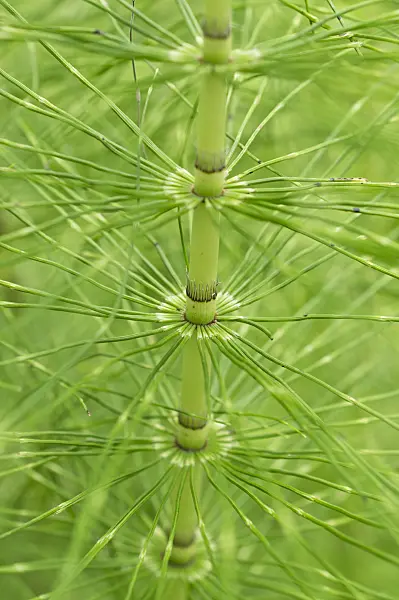 510029 - Giant horsetail (Equisetum telmateia)