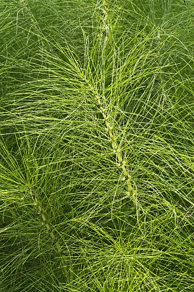 510031 - Giant horsetail (Equisetum telmateia)