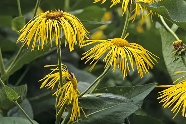 428255 - Giant inula (Inula magnifica)