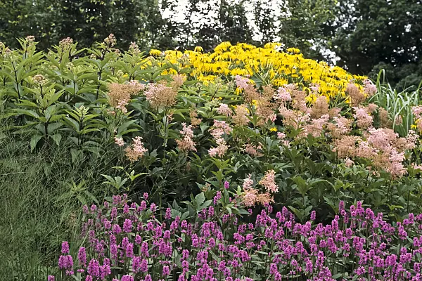 428273 - Giant inula (Inula magnifica 'Sonnenstrahl'), queen of the prairie (Filipendula rubra 'Venusta Magnifica') and common betony (Stachys monnieri 'Hummelo')
