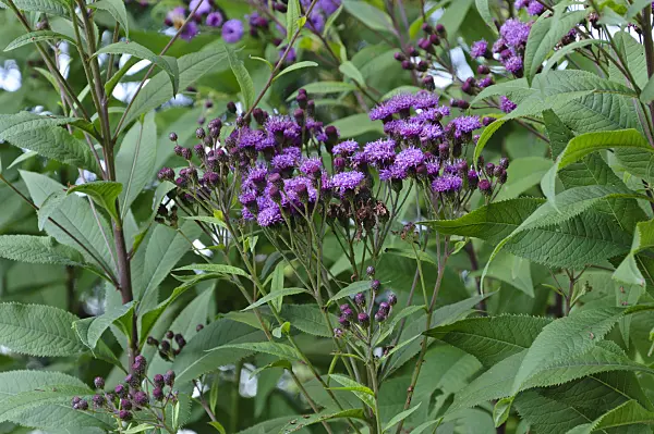 488032 - Giant ironweed (Vernonia arkansana syn. Vernonia crinita)