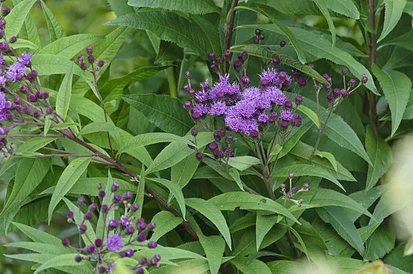 488033 - Giant ironweed (Vernonia arkansana syn. Vernonia crinita)