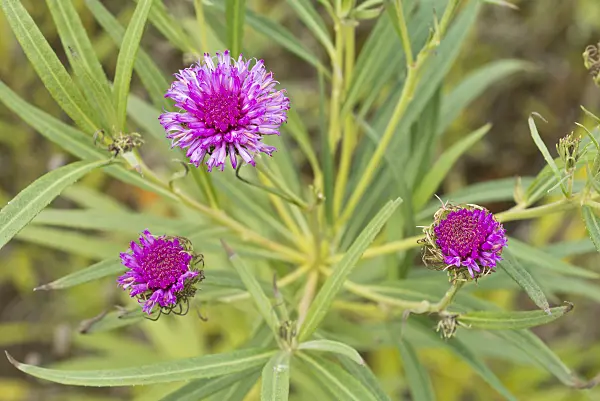 550013 - Giant ironweed (Vernonia arkansana syn. Vernonia crinita)